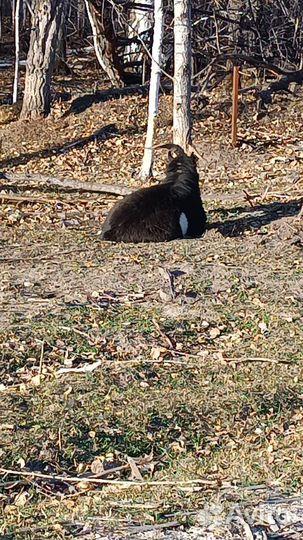 Чешский козел