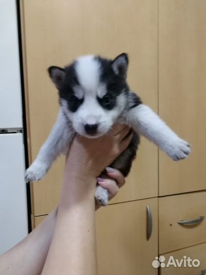 Щенки хаски