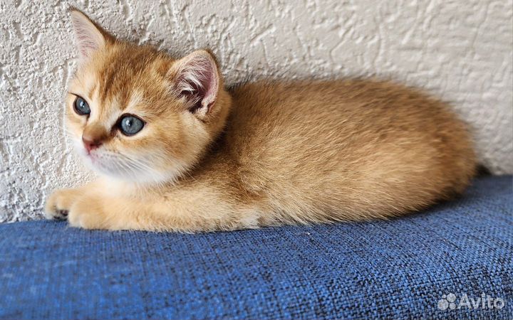 Котёнок (мальчик) британской золотой шиншиллы