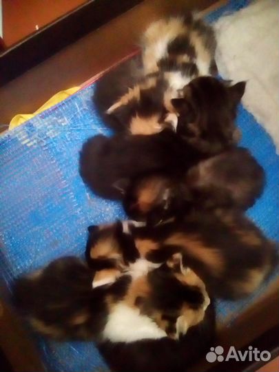 Разноцветные котята