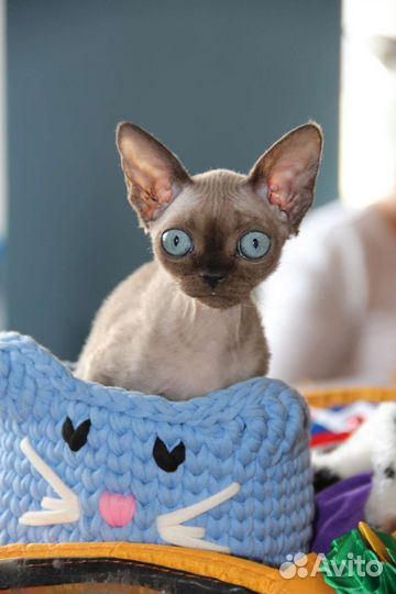 Котята Девон рекс