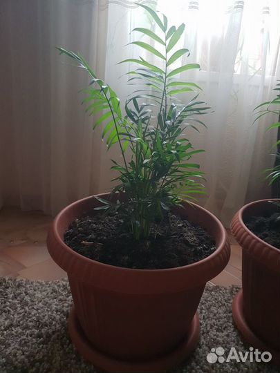 Пальма хамедорея