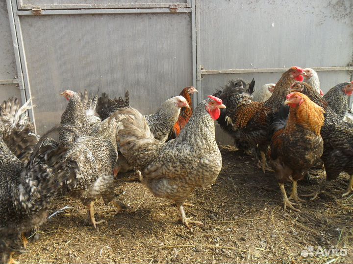 Петухи домашние