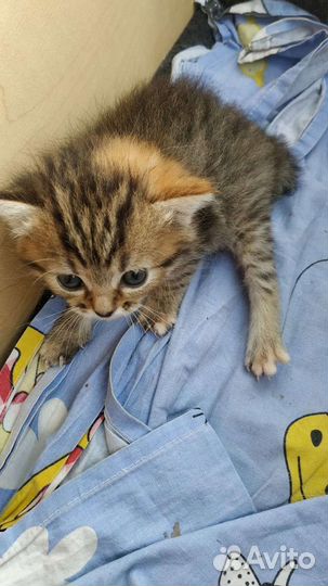 Кошки в добрые руки бесплатно