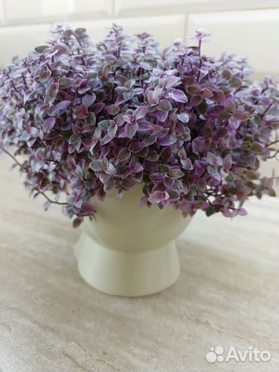 Каллизия розовая пантера