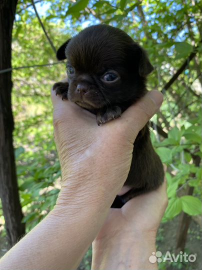 Шоколадочка