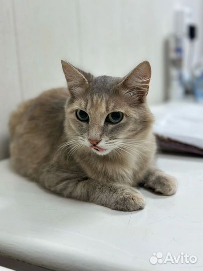 Кошечка в добрые руки