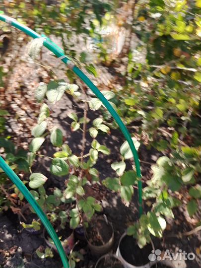 Саженцы клематиса