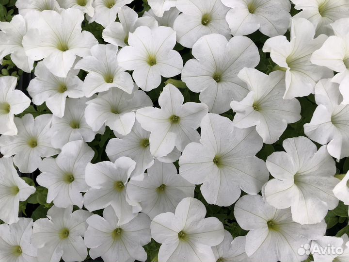 Петуния кустовая