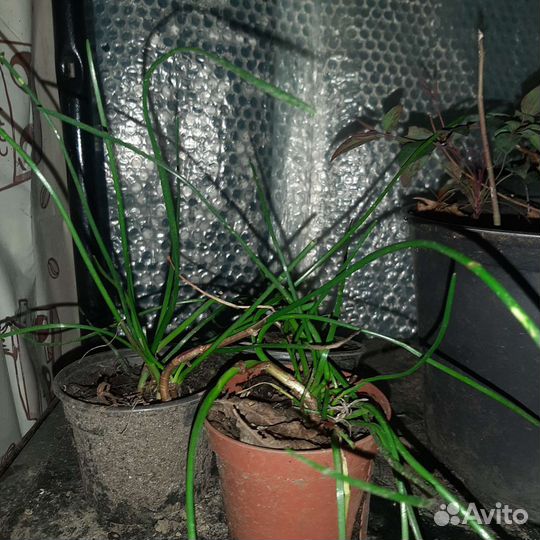 Зиферантус