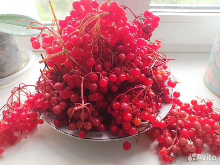 Калина ягода замороженная