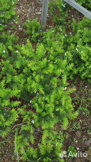 Саженцы хвойных растений