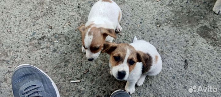 Щенки джек рассел терьер