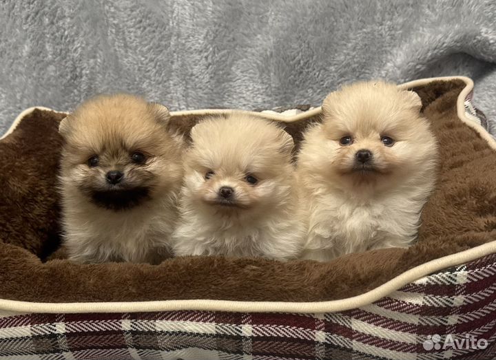 Шпиц девочки светлые