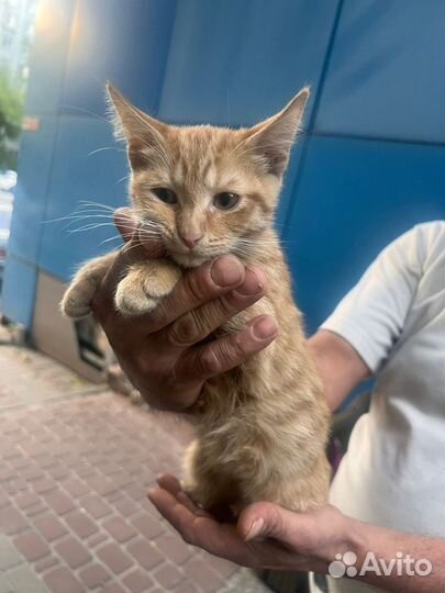 Рыжий котенок девочка