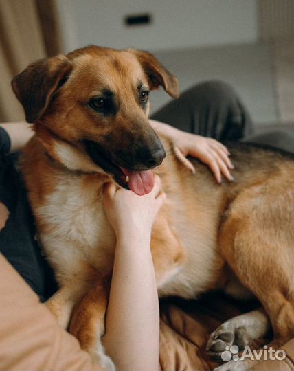 Собака в добрые руки