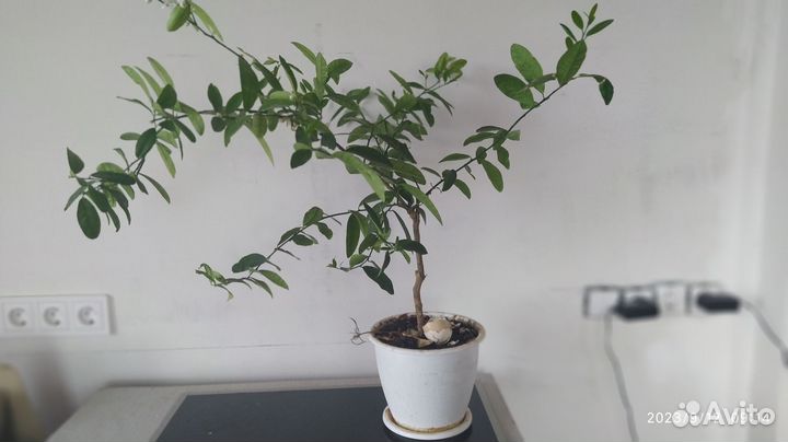 Лимонное дерево привитое с плодами