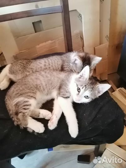 Котята маленькие