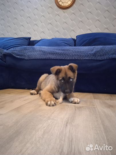 Собака в добрые руки щенок