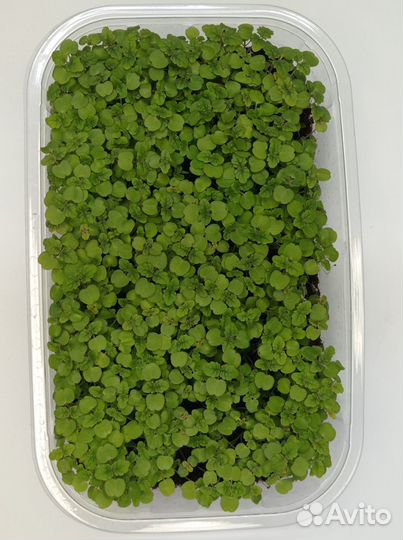 Микрозелень мелисса