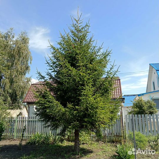 Елка живая 7 метров