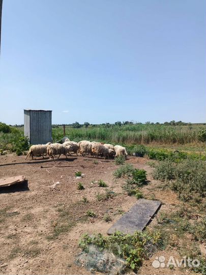 Волгоградские бараны