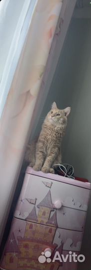 Котята в добрые руки даром