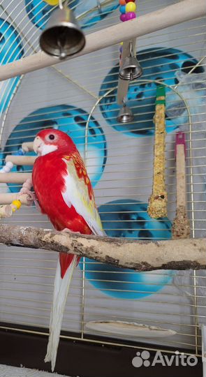 Розелла Рубиновая мальчик