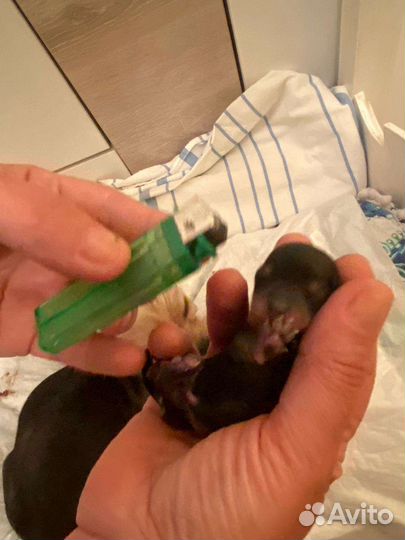 Йоркширский терьер micro