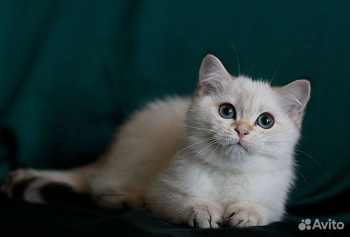 Шотландский котик