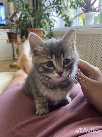 Котенок
