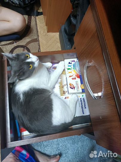 Кошка ищет дом