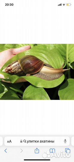 Утилки ахатины