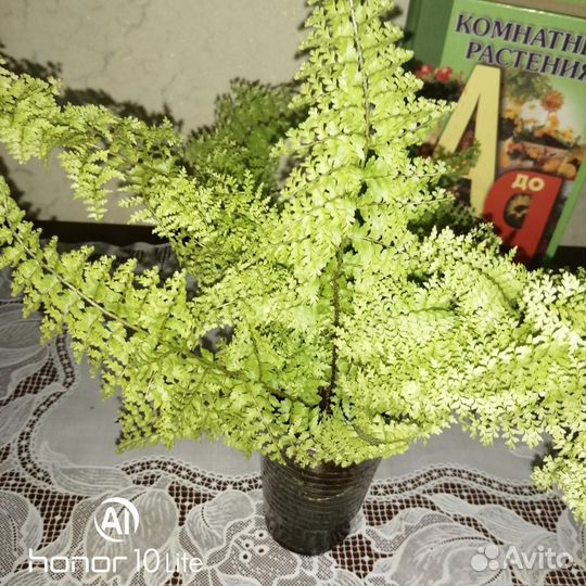 Папоротники