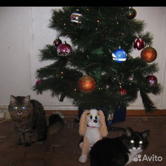 Сосна 1.5 метра