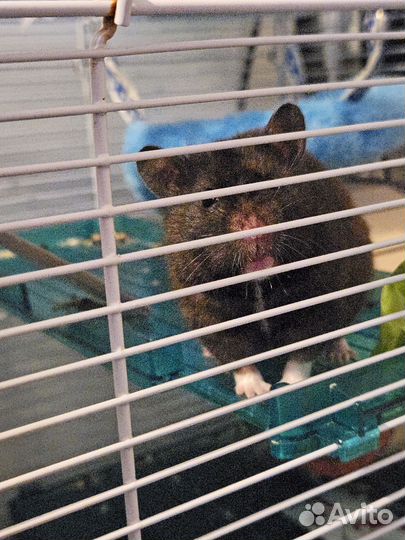 Сирийский хомяк с клеткой