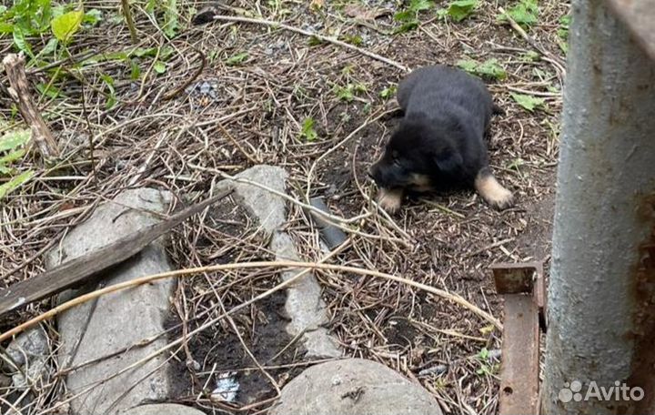 Отдам щенков в добрые руки бесплатно