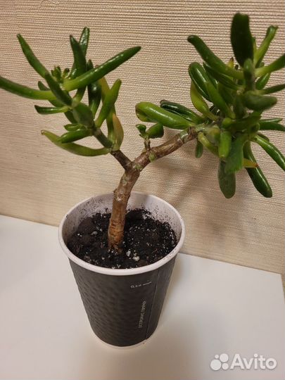 Крассула Хоббит