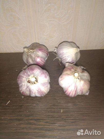 Чеснок озимый