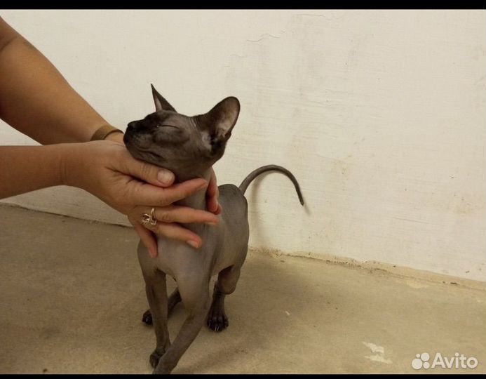 Канадский сфинкс