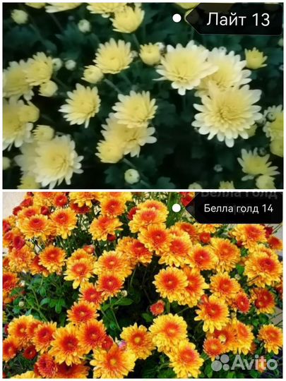 Хризантемы мультифлора