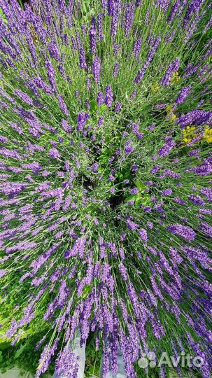 Лаванда букеты