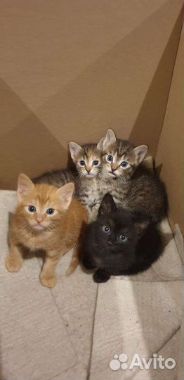 Отдам в добрые руки котят