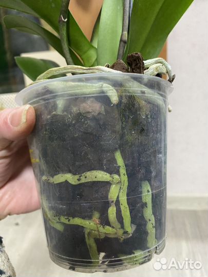 Орхидея фаленопсис