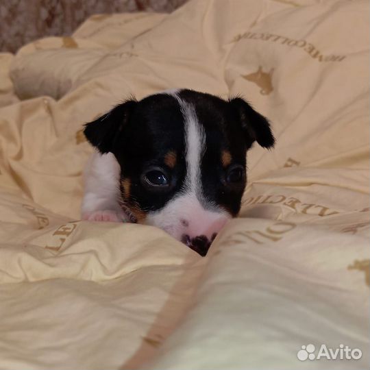 Продаются щенки