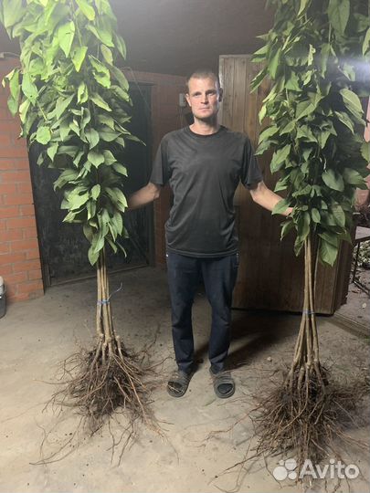 Саженцы черешни