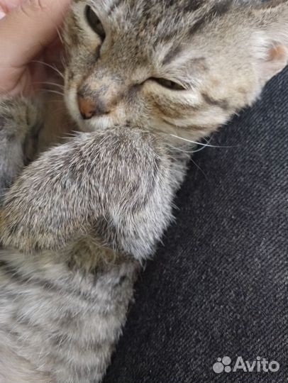 Котенок