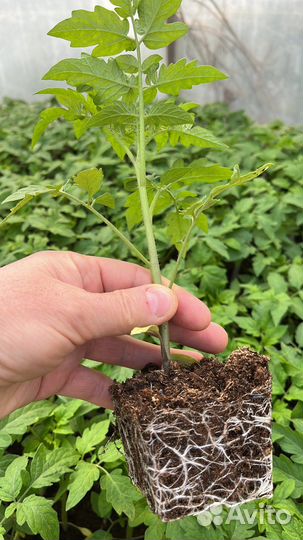 Рассада томатов. Сорт Пинк - Фест