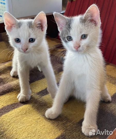 Белые котята в добрые руки