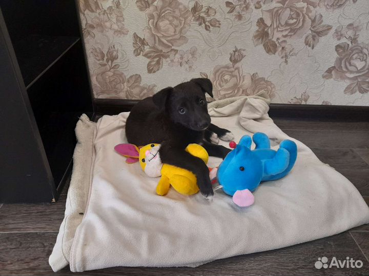 Щенок в добрые руки